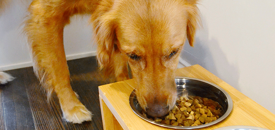 Protein diet for clearance dogs