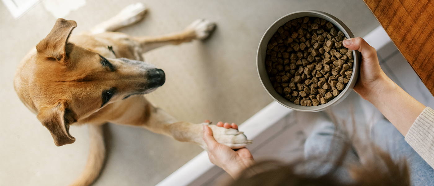 Lamb dog food for hot sale allergies