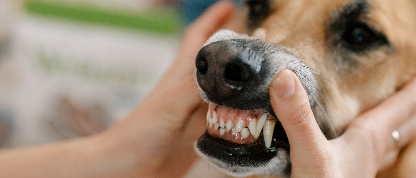 dental-disease-in-dogs-wellness-pet-food