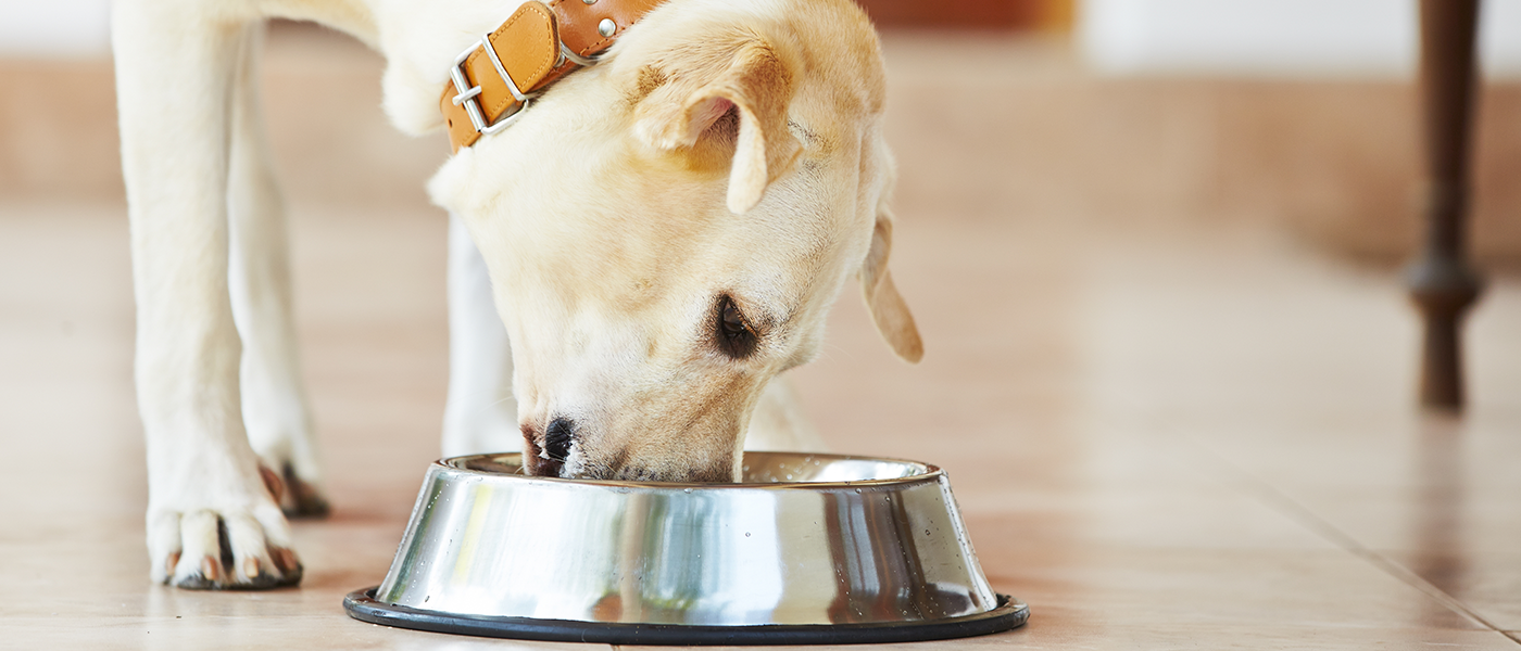 Reminders For Maintaining A Healthy Pet Diet | Wellness Pet Food