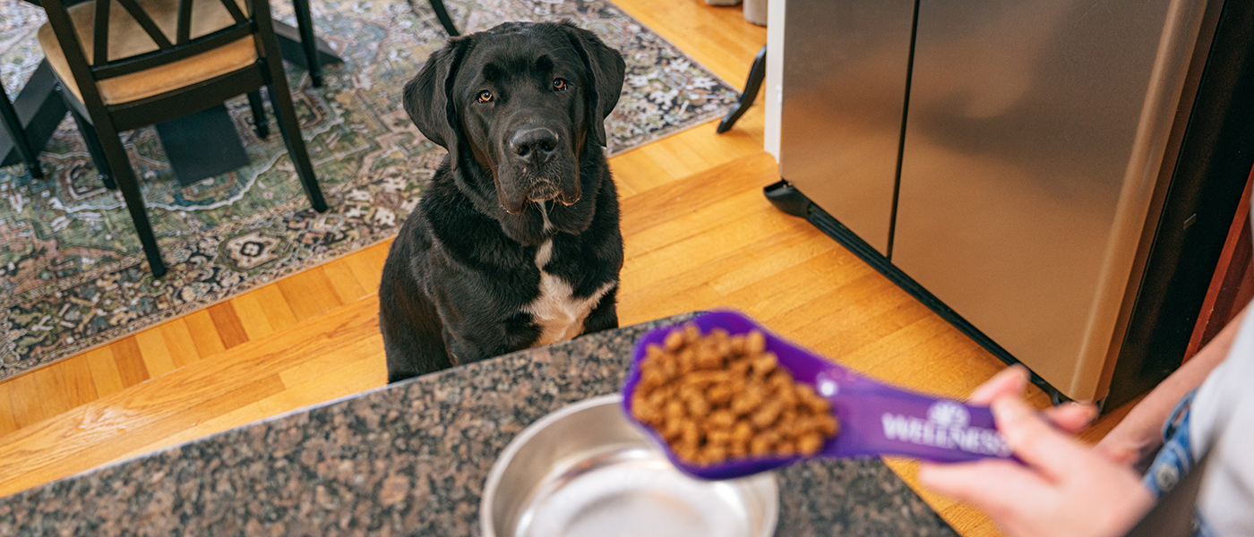 Ultimate Guide How Much Food To Feed Your Dog Wellness Pet Food