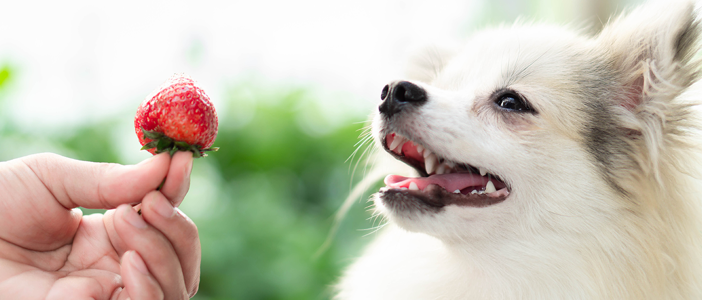 Human foods hotsell dogs can eat