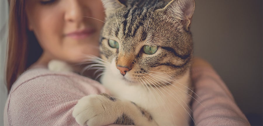 10 Things That Make Someone a Cat Person | Wellness Pet Food