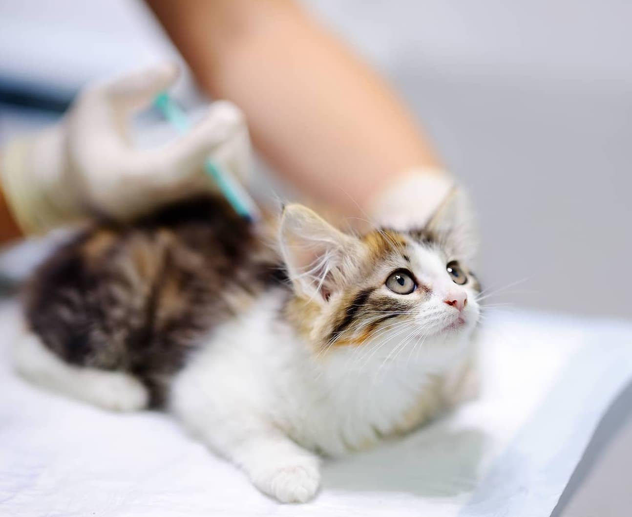 Kitten Vaccines: Keeping Your Kitten Healthy | Wellness Pet Food