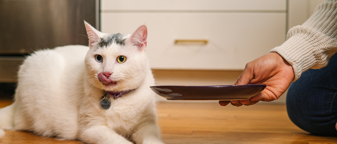 Switching cat from outlet wet to dry food