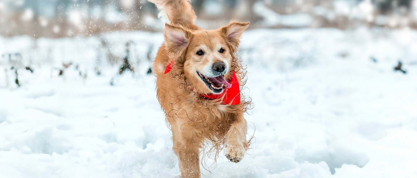 How Long Can My Dog Play In The Snow? 