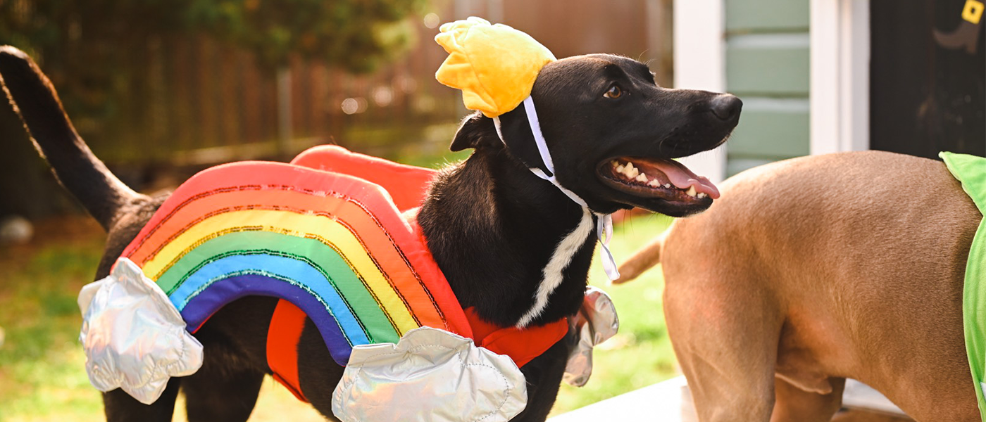 Halloween Dog Costumes Trends We Predict for 2022 | Wellness Pet Food