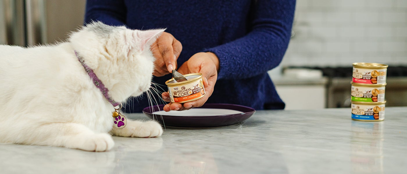 Is wet dog food bad for cats best sale