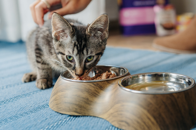 kitten eating out of a bowl