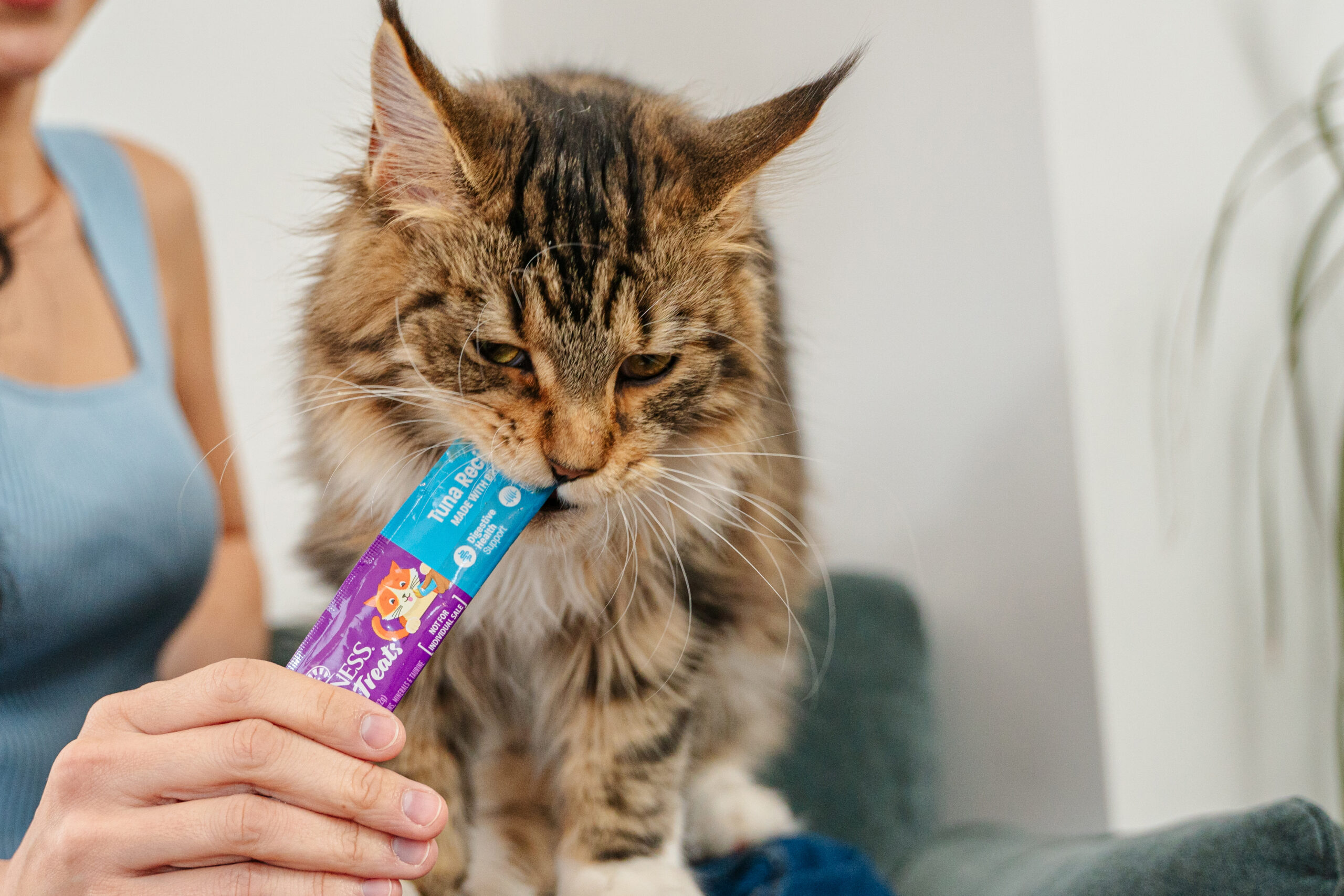 cat eating likable treat 