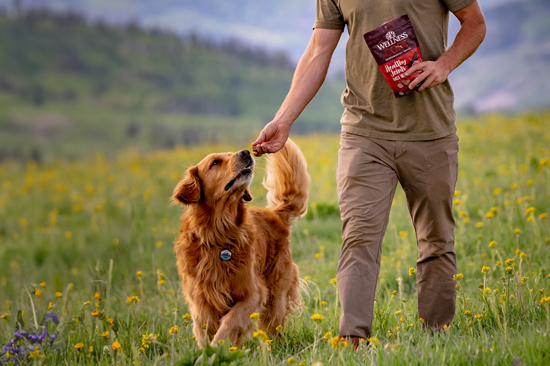 dog hiking with owner 