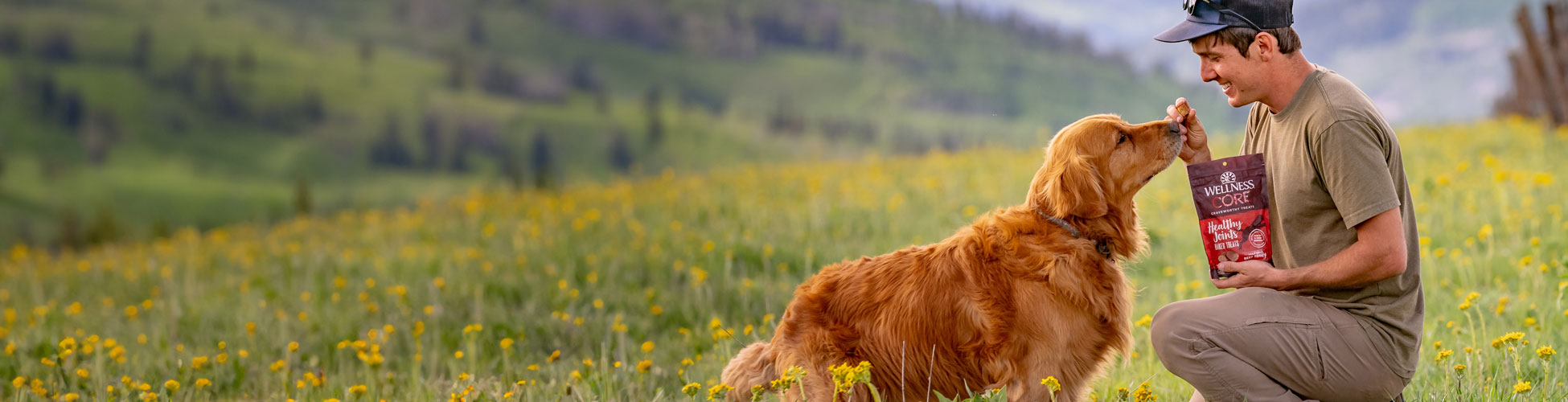 man feeding golden retriever a treat in a meadow 