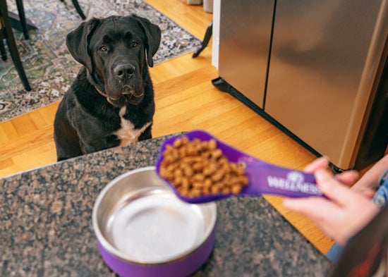 dog watching bowl being filled