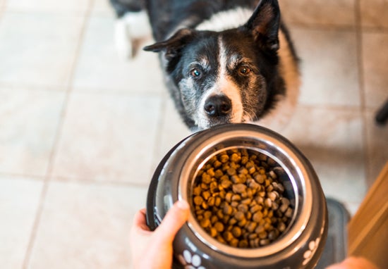 dog looking at dog bowl