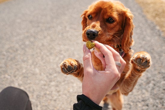 dog standing on legs for treat 