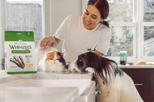 owner petting cat and dog